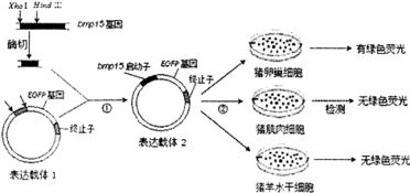 核苷酸合成有两个途径.物质A可以阻断其中的全合成途径.正常细胞内含有补救合成途径所必需的转化酶和激酶.制备单克隆抗体时选用的骨髓瘤细胞中缺乏转化酶.现用加入H.A