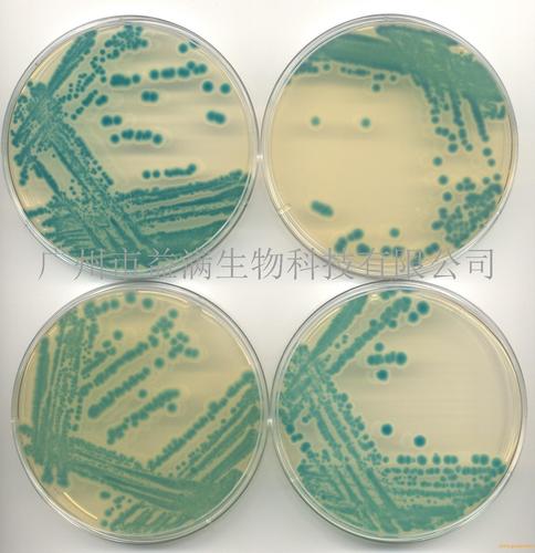 产品 蜡样芽孢杆菌 价格面议 广州市益满生物科技 公司名称