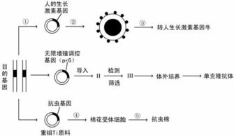 生物工程技术为人们获得需要的生物新品种或新产品提供了便利 请据图