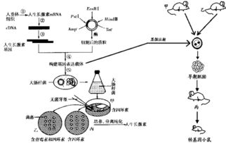 图1表示玉米光合作用利用CO2合成 CH2O 的过程.玉米叶肉细胞通过 CO2泵 内的一些化学反应.将空气中的CO2泵入维管束鞘细胞.使维管束鞘细胞积累较高浓度的CO2.保证 CH2O