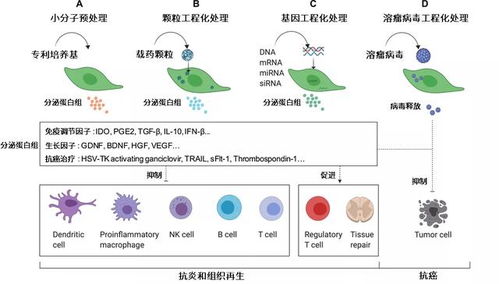 下一代 MSC 生物工程技术加速干细胞临床转化 制备篇