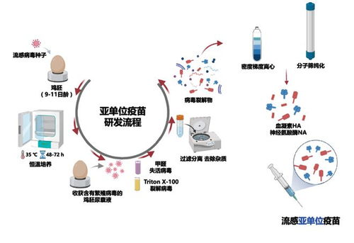 流感季来临,我们应该如何打疫苗